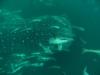 whale shark and freinds
