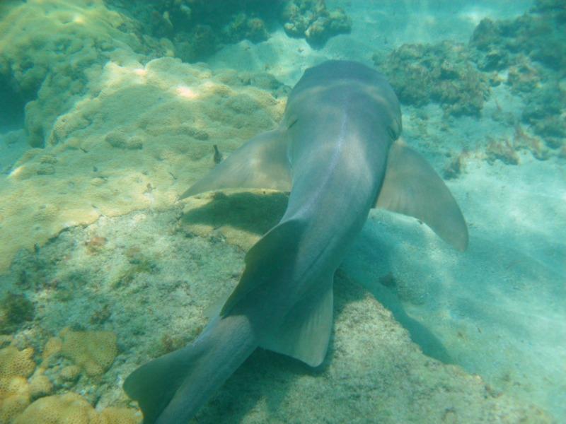 NURSE SHARK