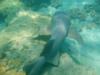 NURSE SHARK