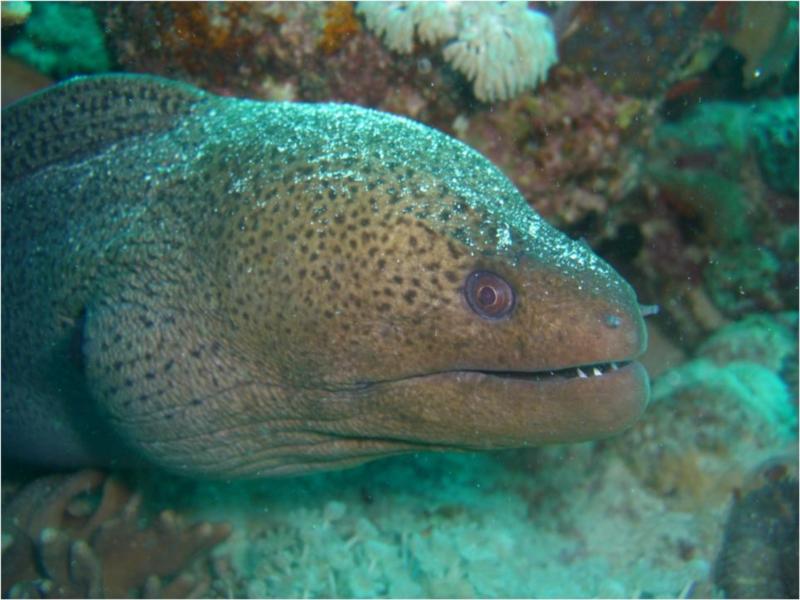 Giant Moray Eel