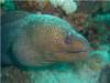 Giant Moray Eel