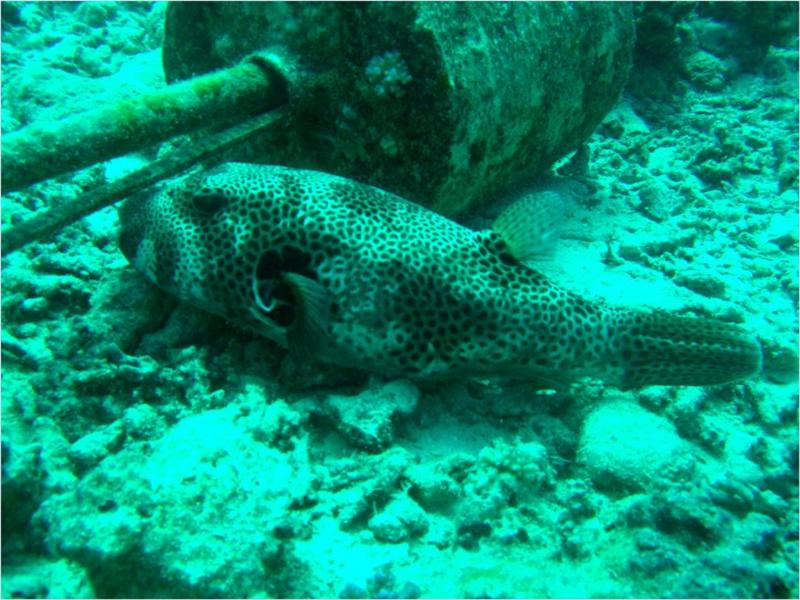 Giant Pufferfish
