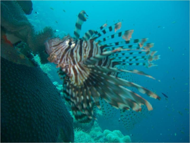 Lion Fish