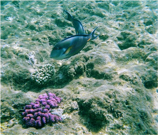 Arabian Surgeonfish