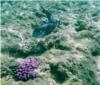 Arabian Surgeonfish