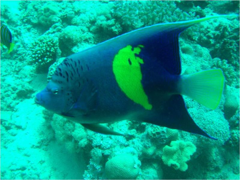 Arabian Angelfish