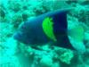 Arabian Angelfish