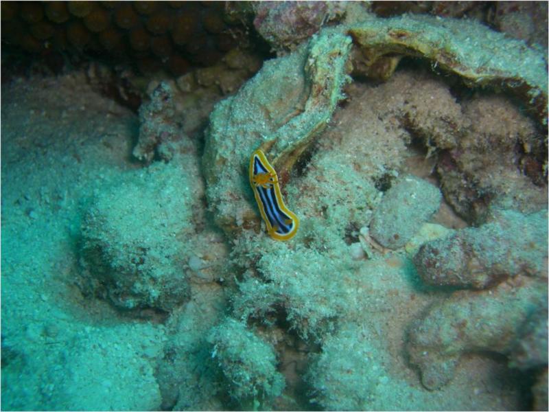 Chromodoris quadrocolori Nudibranch