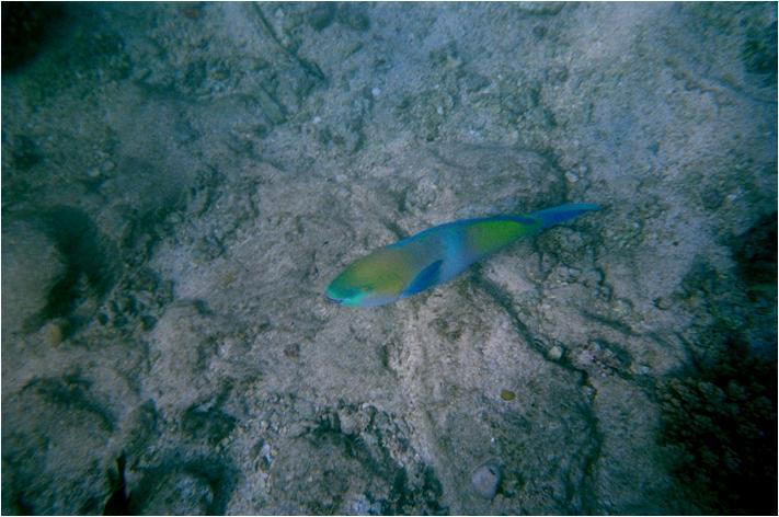 Rusty Parrot fish