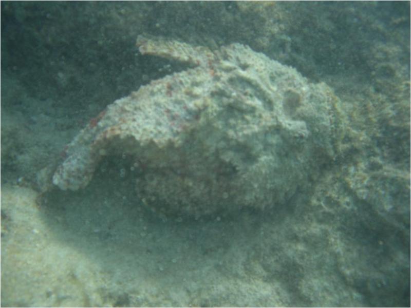 Stone Fish (Very Venomous)