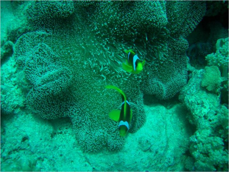 Clown Fish & Anemone