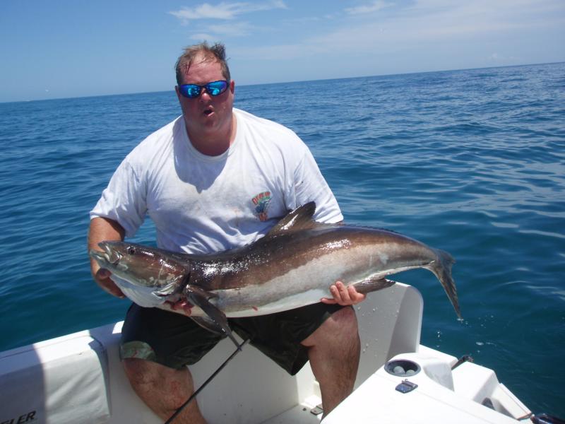 50 lb. cobia