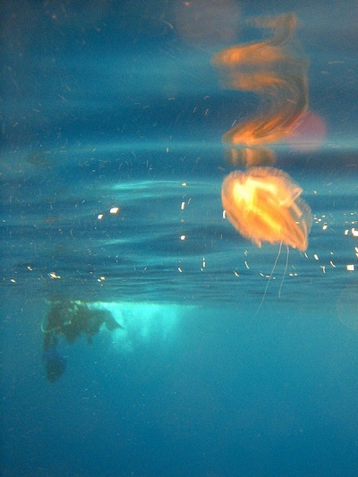 Yelly fish, Panarea Aeolien Islands, Italy 2006