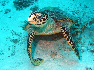 Maldives Seaturtle