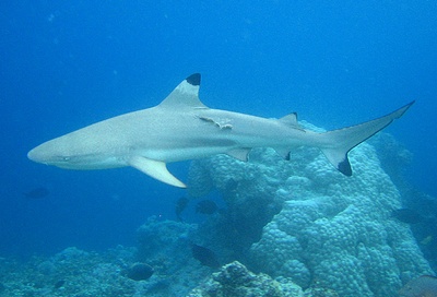 BlackTip Reef Shark Maldives