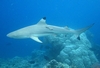 BlackTip Reef Shark Maldives