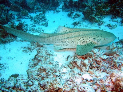 Zebra Shark, Maldives 2005