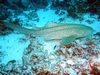 Zebra Shark, Maldives 2005