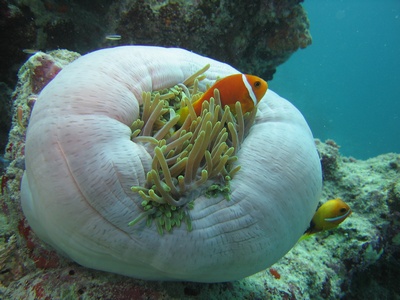 Anemone and it`s partner, Maldives 2005