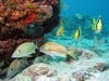Molasse Reef, Key West 2006