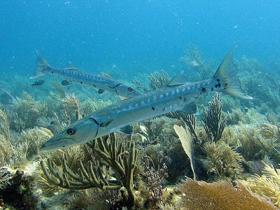 Barracudas - Molasse Reef, Key West 2006