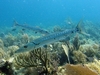 Barracudas - Molasse Reef, Key West 2006