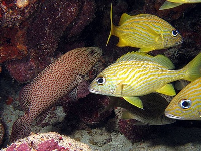 Molasse Reef, Key West 2006