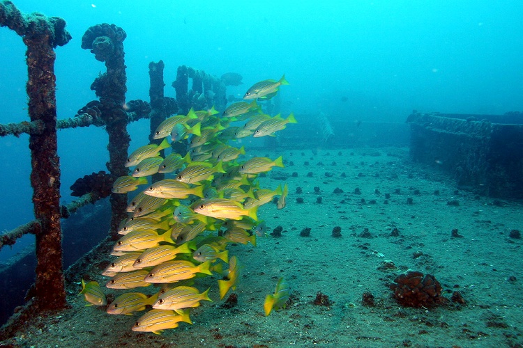 Bluestripe Snappers, Sea Tiger - Oahu, Hawaii