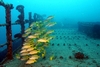 Bluestripe Snappers, Sea Tiger - Oahu, Hawaii