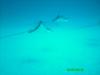 spotted eagle rays Oahu