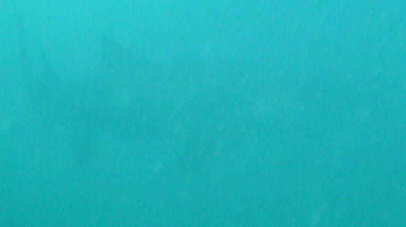 Little but my first shark