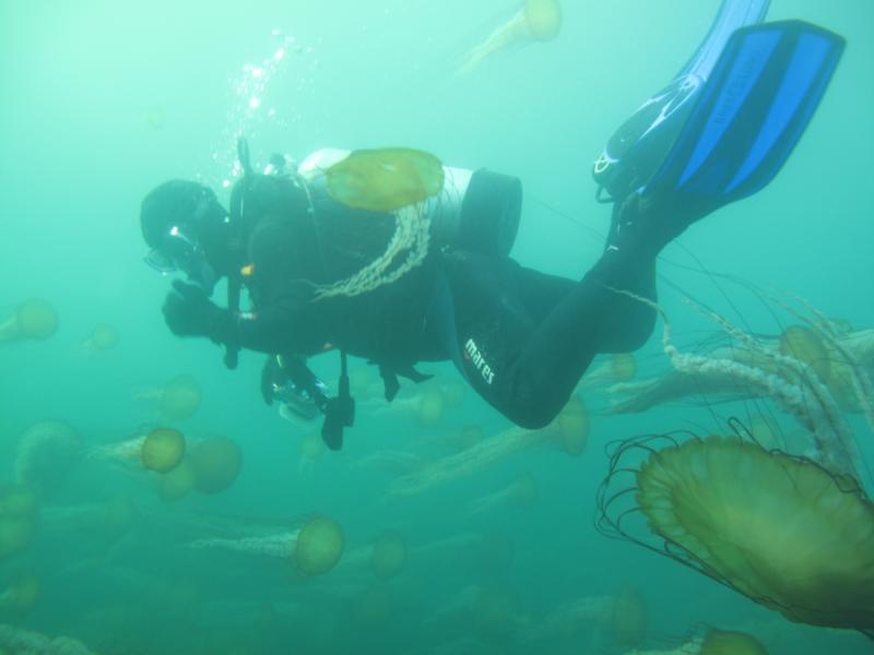 Diving with sea nettles, Monterey ’09