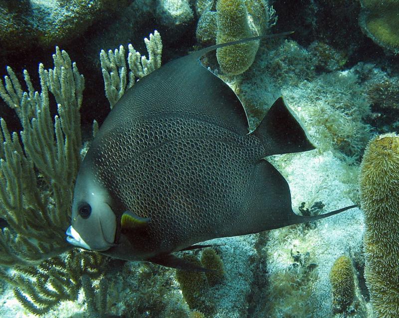 Black angel barrier reef 