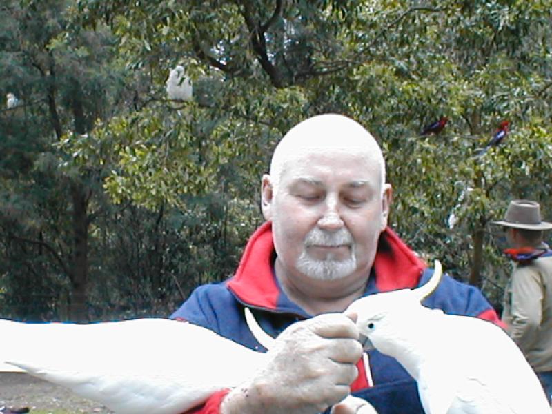 just a few Cockatoos 