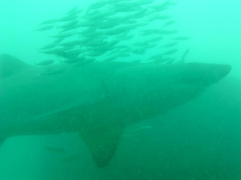 Tiger off of Holden beach