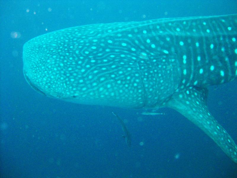 WHALE SHARK