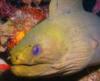 Green Moray, Belize