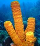 Sponge, Belize