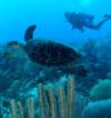 Hawksbill Turtle