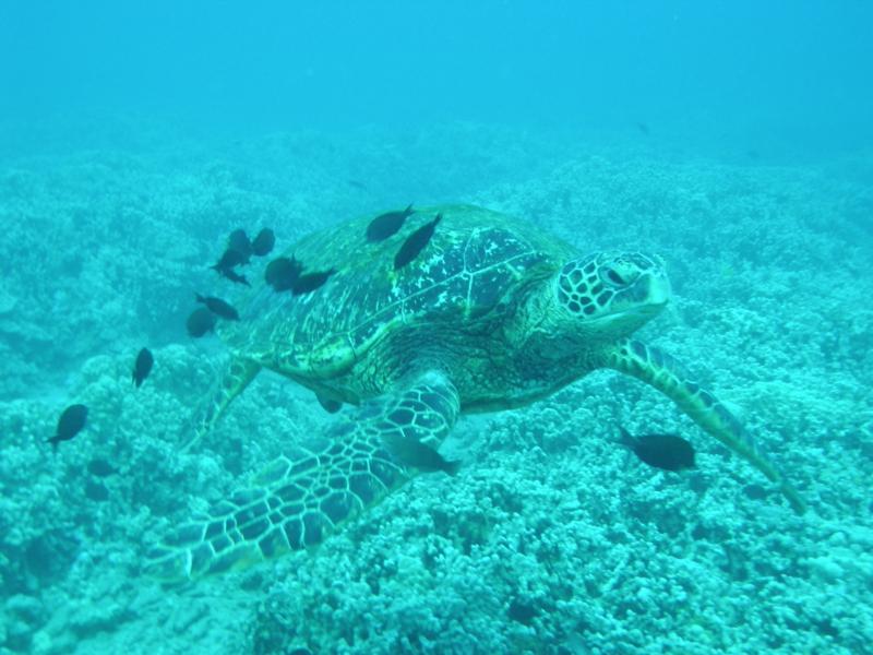 Turtle Cleaning Station Kaanapali