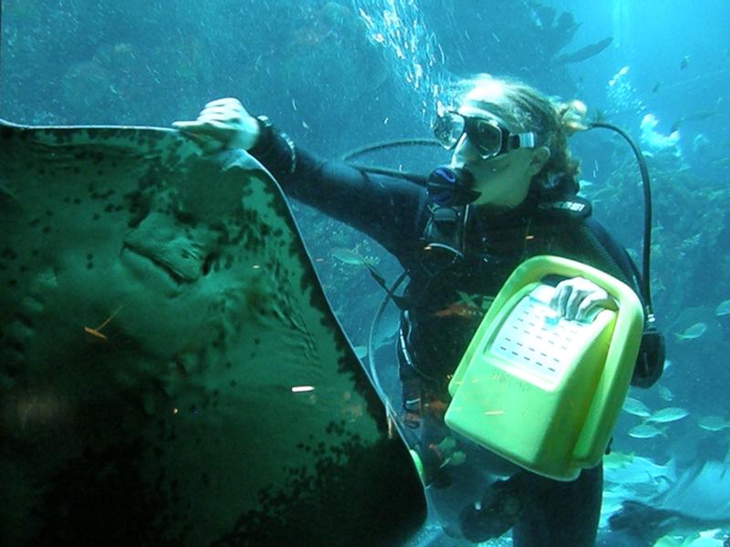 Southern Stingray feed