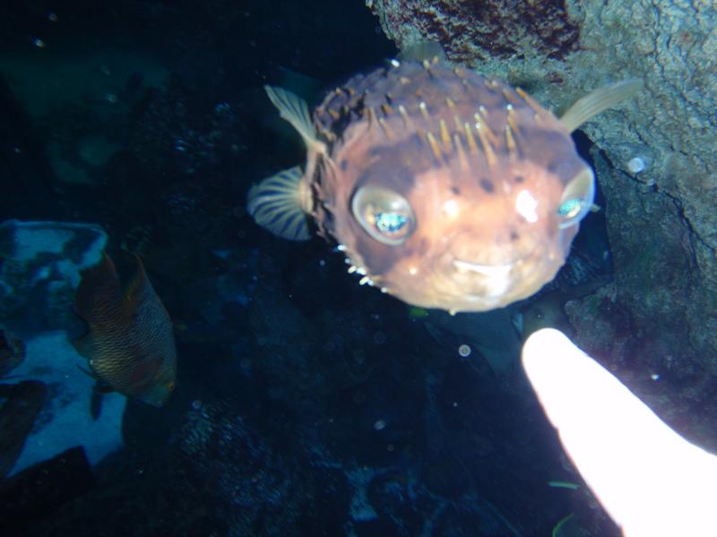 Little Balloon fish intent on my finger