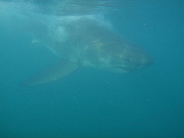 Shark Alley- Great White cage dive