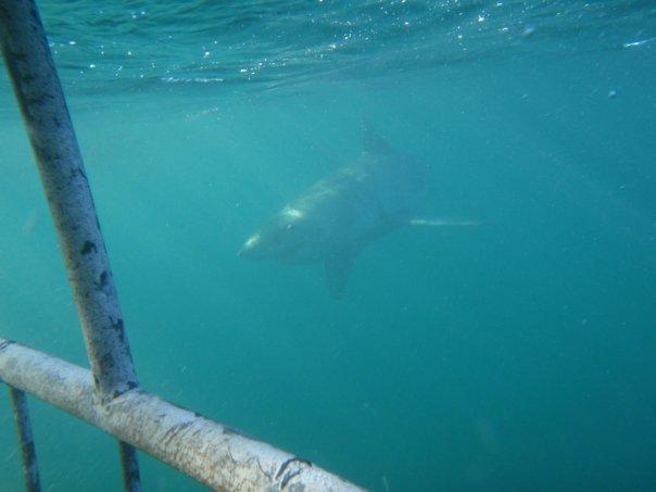 Shark Alley- Great White cage dive