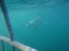 Shark Alley- Great White cage dive