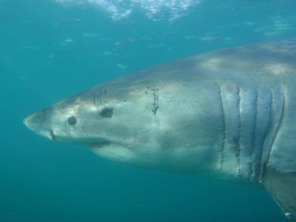 Shark Alley- Great White cage dive