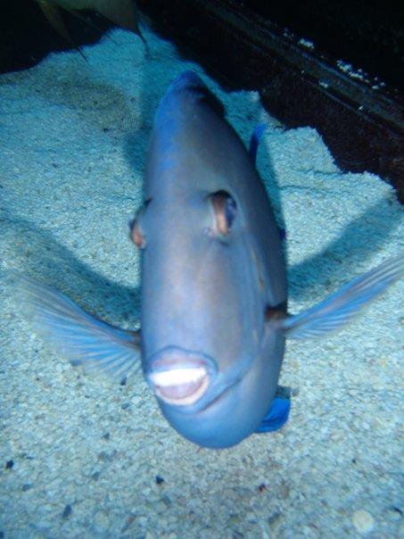 Blue tang asking for a gravel scratch