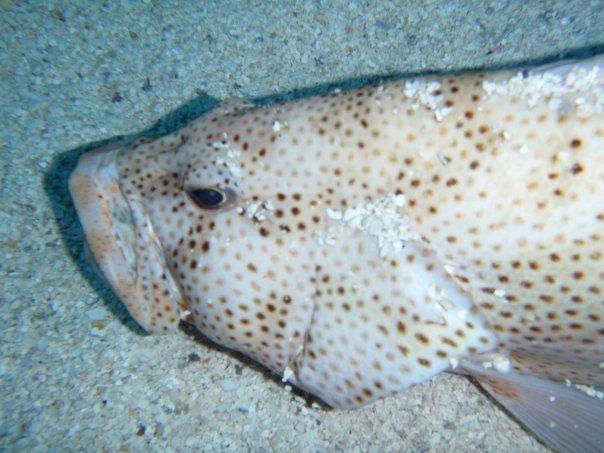 Grouper enjoying gravel scratch- Tank