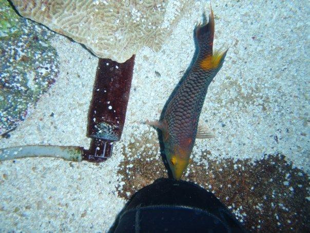 Spanish hogfish trying to eat my knee