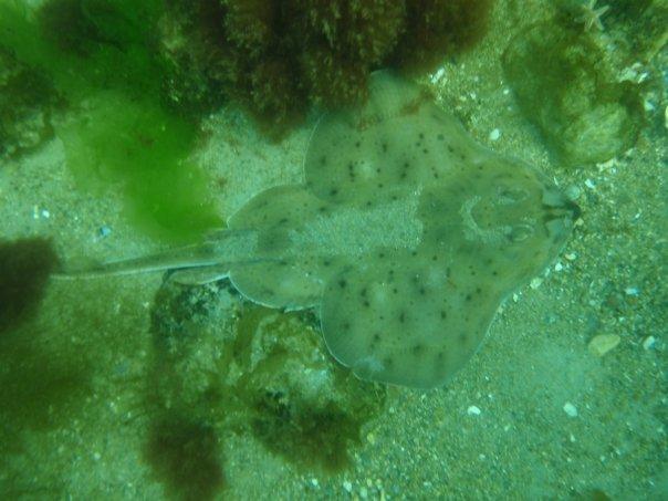 Male winter skate- White Horse Beach